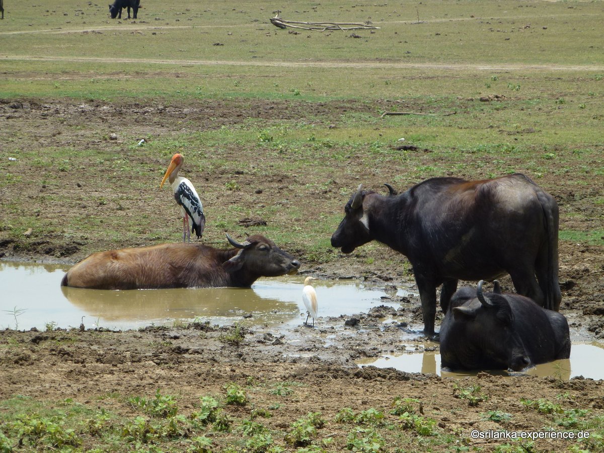 Animals at the National Park Uda Walawe animal kingdom